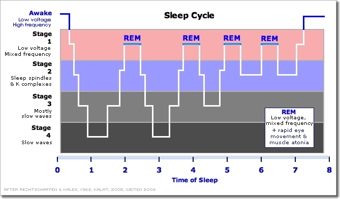 Sleep Phases Chart